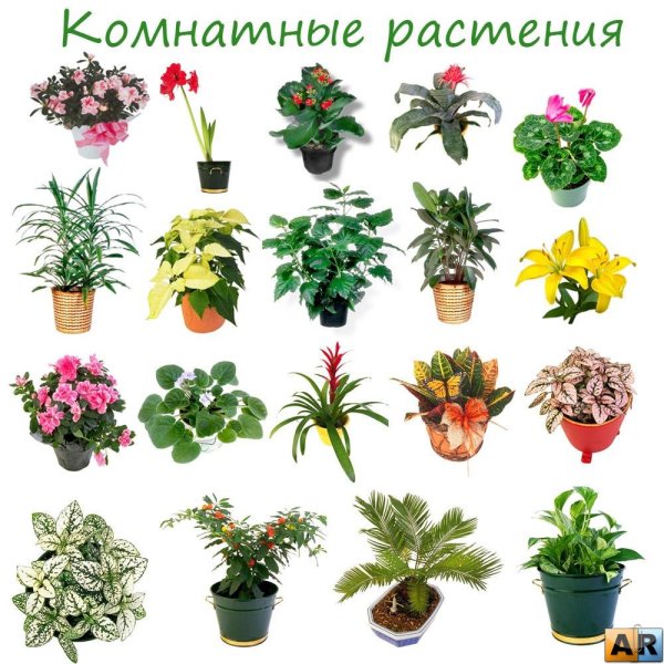 Комнатные растения для детей