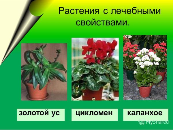 Комнатные лекарственные цветы