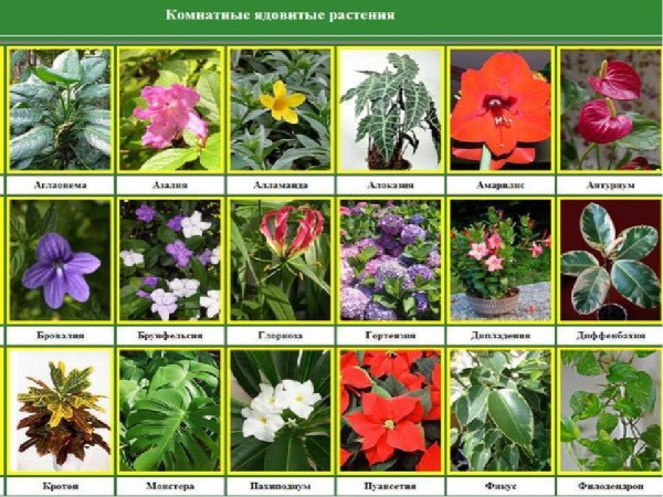 Цветы названия