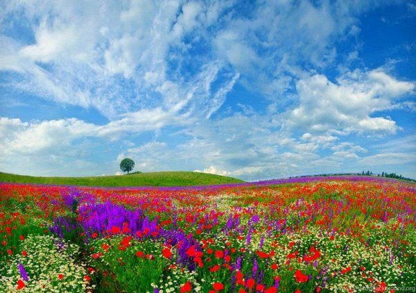 Природа поле с цветами