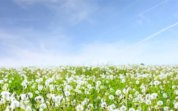 Природа поле цветы