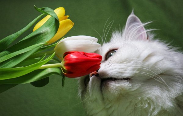 Лето природа животные