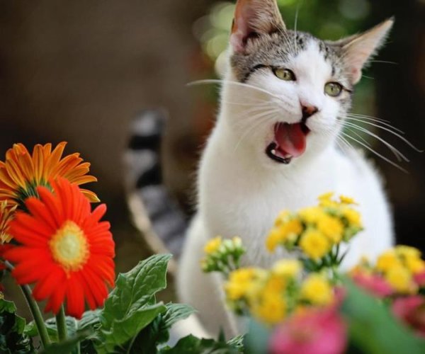 Кот нюхает цветы Весна