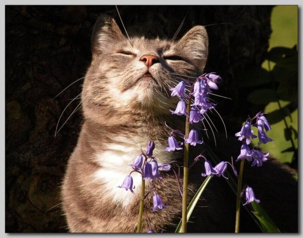 Котик нюхает цветы