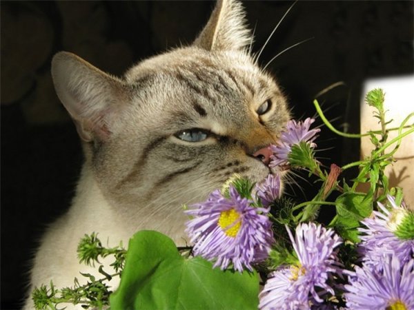 Кот нюхает цветы