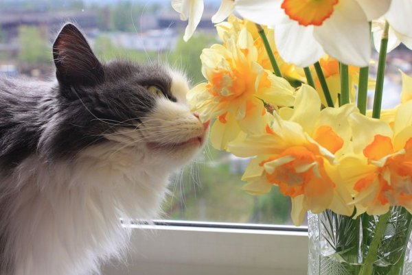 Весенний котик