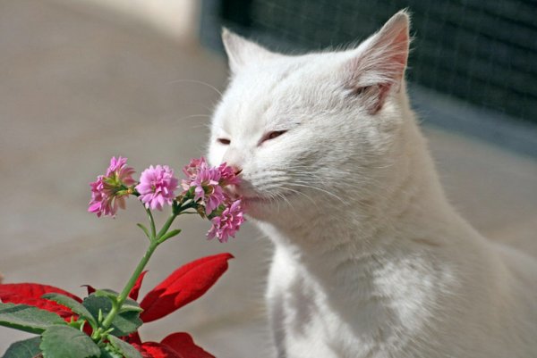 Кот в цветах