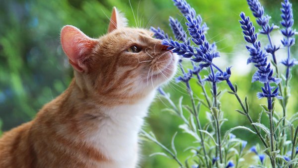Котик нюхает цветы