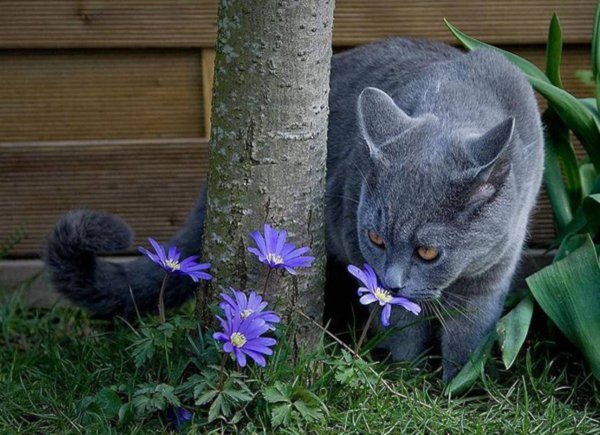 Кот в цветах