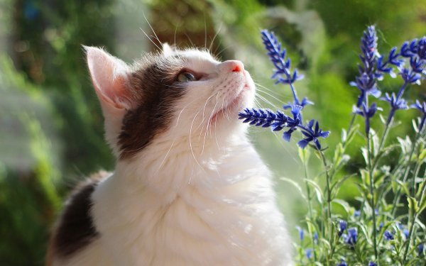 Котенок нюхает цветочек