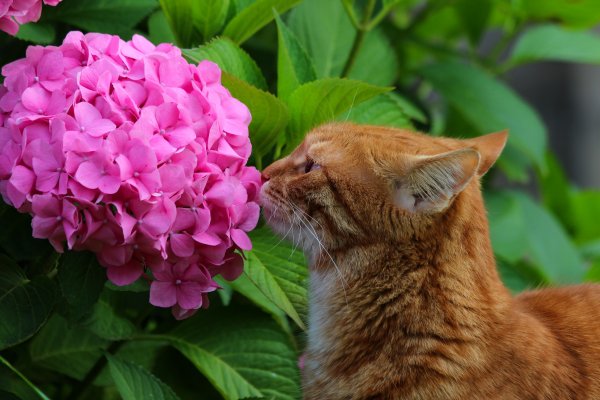 Котик нюхает цветы