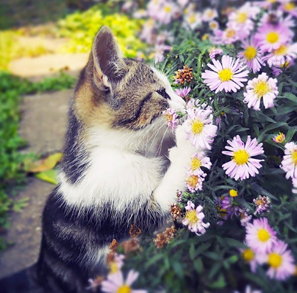 Рыжий котенок в цветах