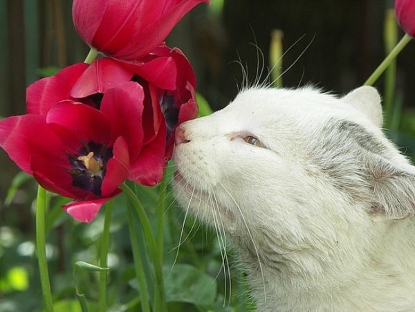 Кот нюхает цветы