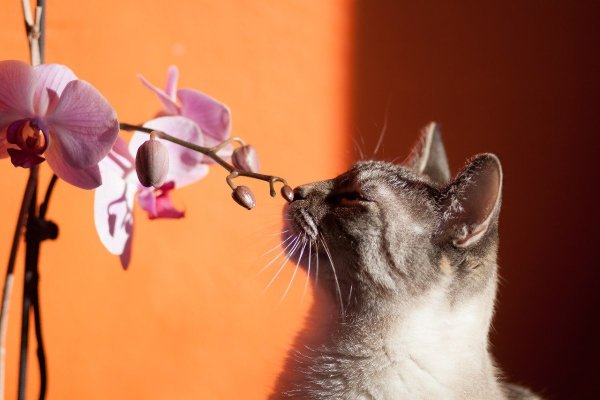 Розы и котенок