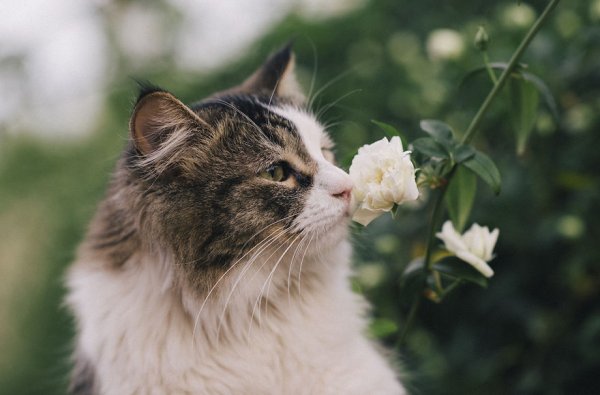 Кот нюхает цветы