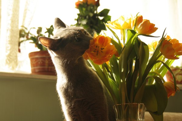 Котик с розой
