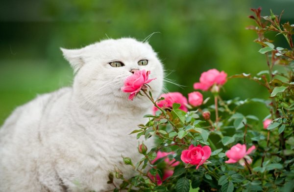 Кошка белая
