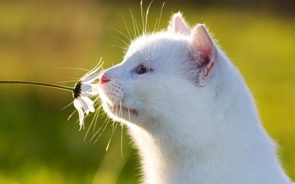 Кот нюхает цветы