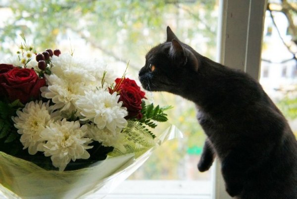 Скоттиш фолд желтый