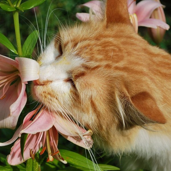 Праздник весны и кошек