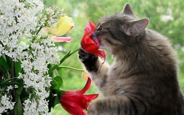 Кошка нюхает розу