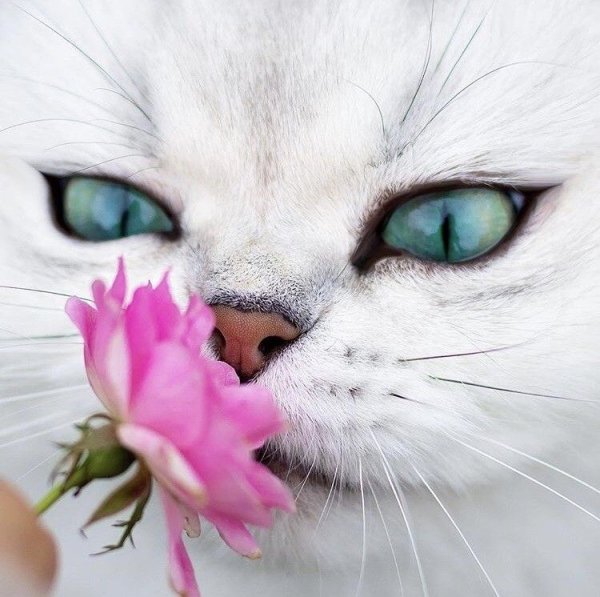 Котик с бабочкой