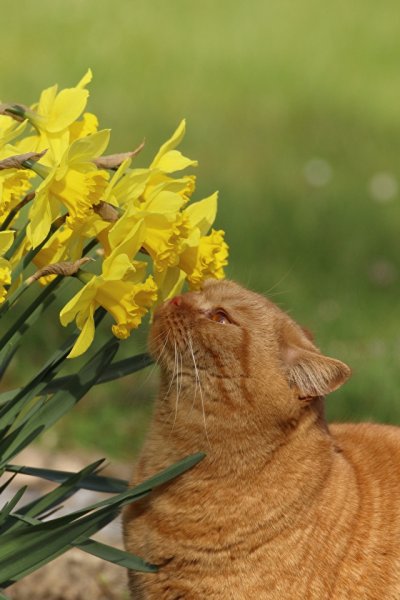 Кот с цветами