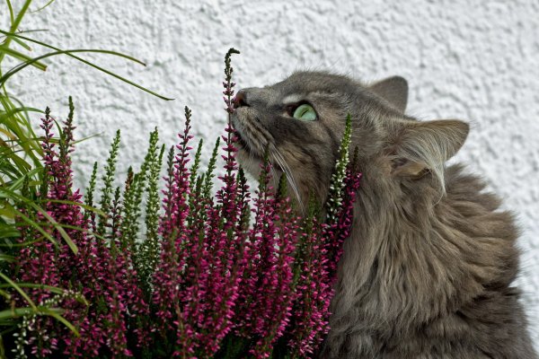 Котик нюхает цветы
