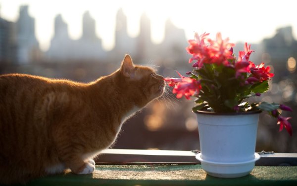 Котик с цветочком