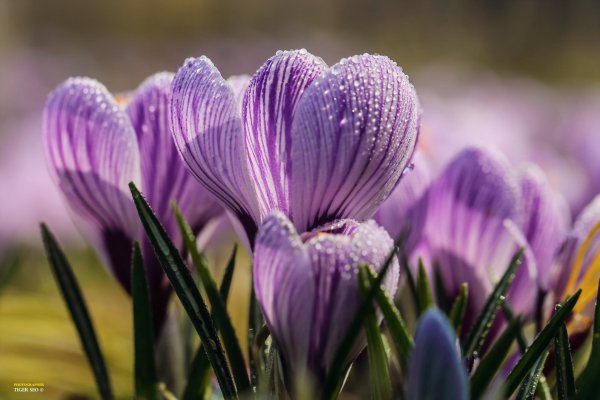 Природа Весна 3д