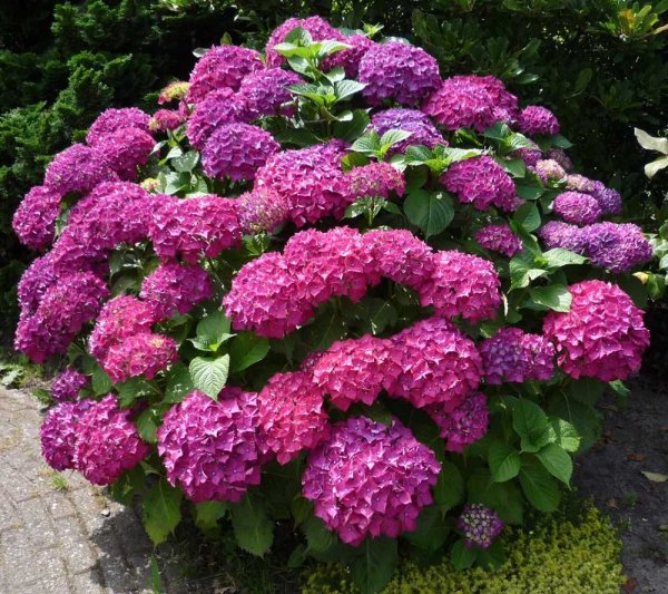 Гортензия кустарник
