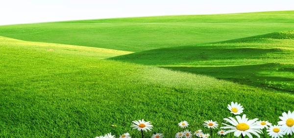 Зеленая лужайка с цветами