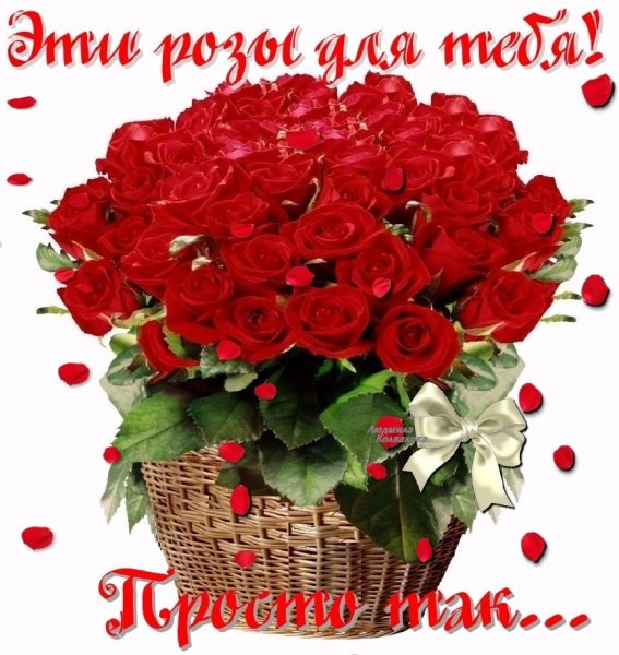 Цветы просто так