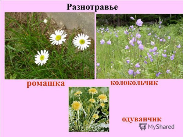 Одуванчик, Василек, Ромашка