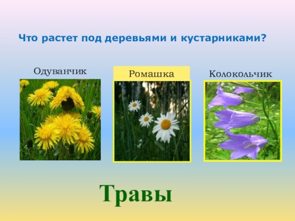 Колокольчик Ромашка Василек