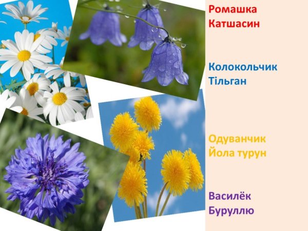 Ромашка Клевер Василек