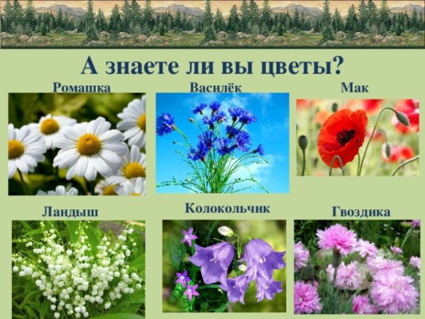 Ромашки и одуванчики