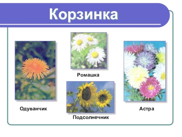 Колокольчик Ромашка Васи-лёк