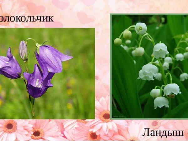 Цветы Ромашка одуванчик Василек колокольчик