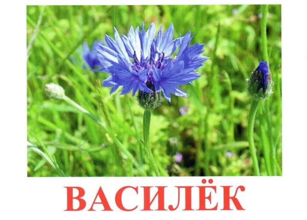 Колокольчик и Василек