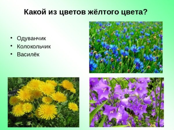 Тюльпан и одуванчик