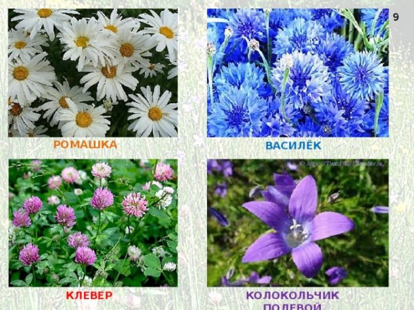 Ромашки розы одуванчики