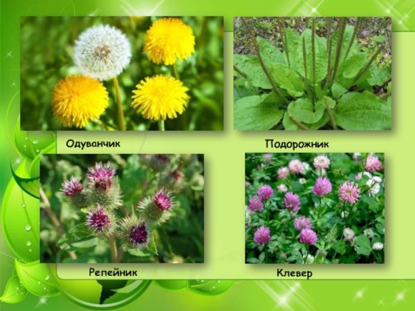 Василек ,Ромашка,одуванчик,колокольчик,Медуница