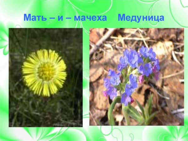 Подснежники, Ландыши, примулы