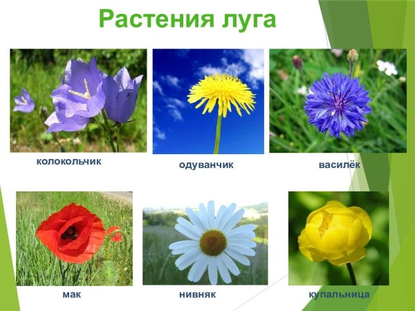 Одуванчик крапива подорожник