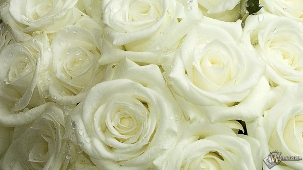 Роза фэнтези Мондиаль
