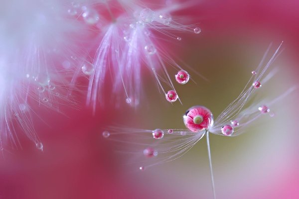 Японский фотограф Miki Asai.