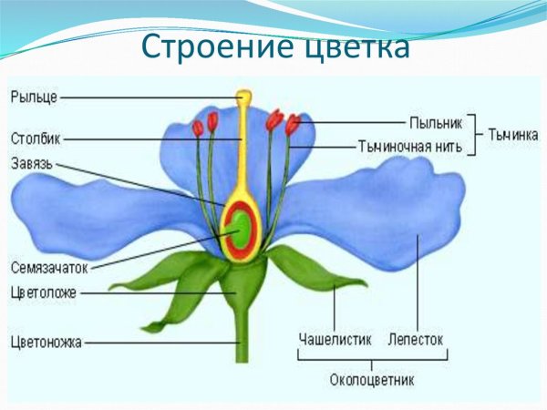 Цветы карточки для детей