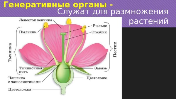 Комнатные растения для детей старшей группы