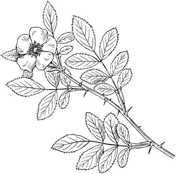 Шиповник Каролинский
